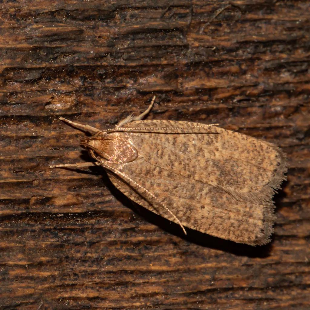 Dotted Leaftier Moth - photo 2