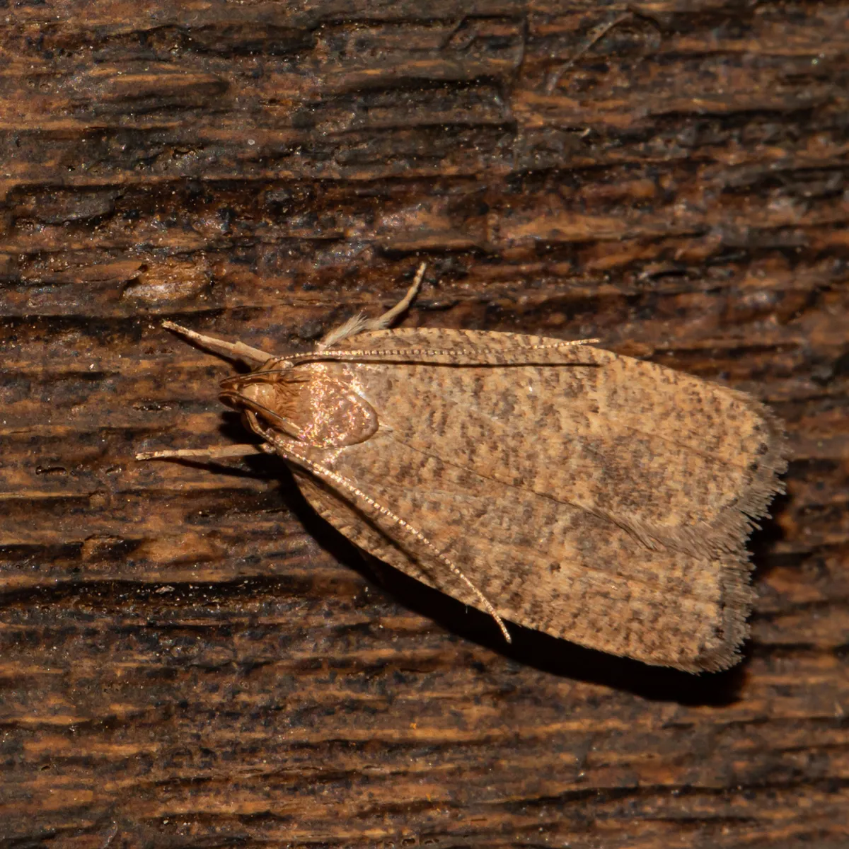 Dotted Leaftier Moth - photo 3