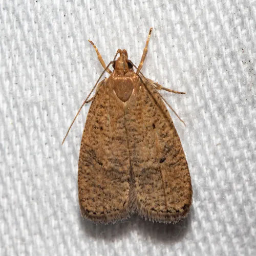 Dotted Leaftier Moth - photo 5