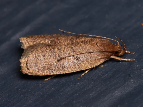 Dotted Leaftier Moth - photo 6