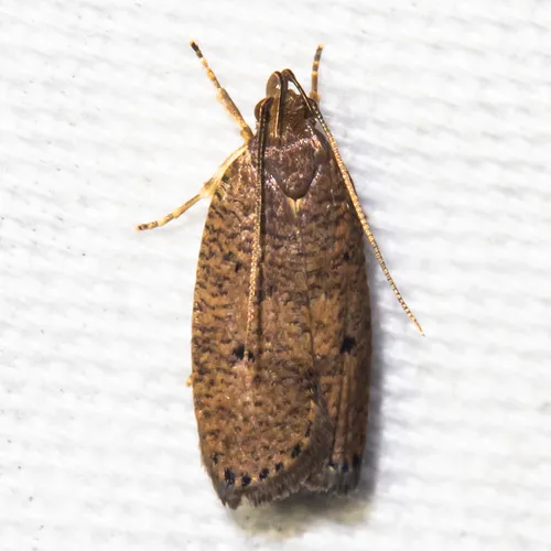 Dotted Leaftier Moth - photo 7