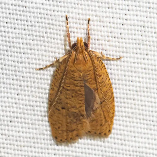 Dotted Leaftier Moth - photo 8