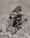 Psilocurus puellus - photo 2