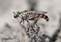 Psilocurus puellus - photo 3
