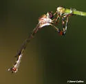 Psilonyx annulatus