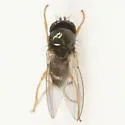 Psilopa leucostoma - photo 3