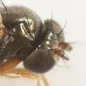 Psilopa leucostoma - photo 4