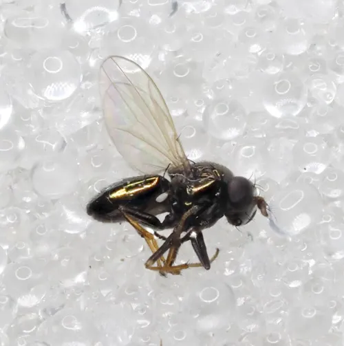 Psilopa nitidula