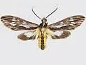 Psilopleura polia - Hodges#8276.1