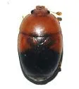 Psilopyga fasciata