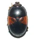 Psilopyga fasciata - photo 3