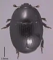 Black Stinkhorn Beetle