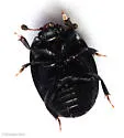 Black Stinkhorn Beetle - photo 3