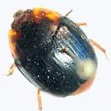 Stinkhorn Beetle