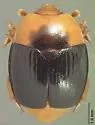Stinkhorn Beetle - photo 3