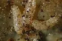Stinkhorn Beetle - photo 5