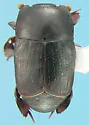 Psiloscelis corrosa - Psiloscelis corrosa
