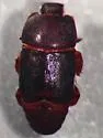 Psiloscelis corrosa - photo 4