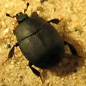 Psiloscelis perpunctata