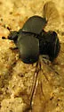 Psiloscelis perpunctata - photo 2
