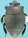 Psiloscelis perpunctata - photo 3