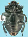 Psiloscelis perpunctata - photo 4