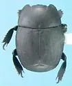 Psiloscelis planipes