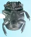 Psiloscelis planipes - photo 2