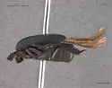 Psiloscelis subopaca