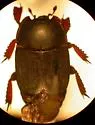 Psiloscelis subopaca - photo 2