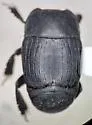 Psiloscelis subopaca - photo 4
