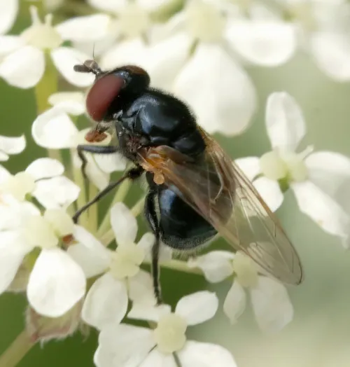 Psilota anthracina