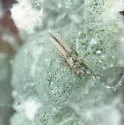 Psilothrips pardalotus