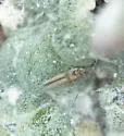 Psilothrips pardalotus - photo 2