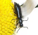 Psilothrix foveicollis - photo 2