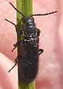Psilothrix foveicollis - photo 3