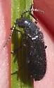 Psilothrix foveicollis - photo 4