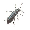 Psilothrix foveicollis - photo 5