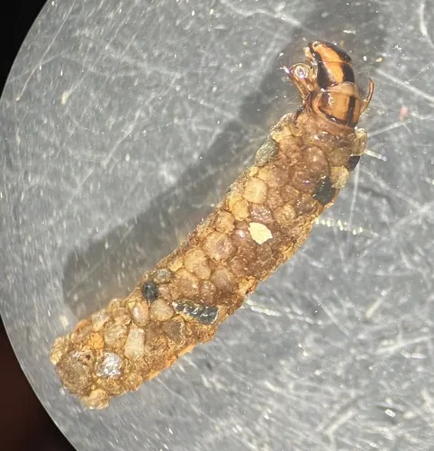 Psilotreta frontalis - photo 2