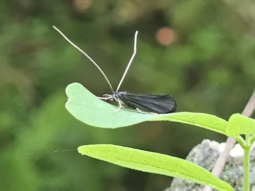 Psilotreta kisoensis