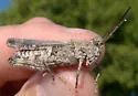 Caudell's Longhorn Grasshopper - photo 2