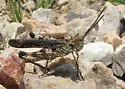Caudell's Longhorn Grasshopper - photo 3