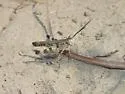 Caudell's Longhorn Grasshopper - photo 4