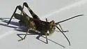 Caudell's Longhorn Grasshopper - photo 5