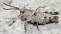Longhorn Band-wing Grasshopper