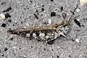 Longhorn Band-wing Grasshopper - photo 2