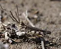 Longhorn Band-wing Grasshopper - photo 3