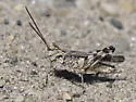 Longhorn Band-wing Grasshopper - photo 5