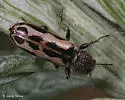 Psoa maculata