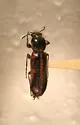 Psoa maculata - photo 2